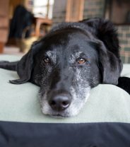 What’s new in palliative care for dogs?