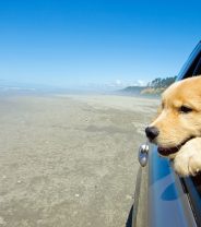 Planning on a pet holiday abroad? Here's what to consider...