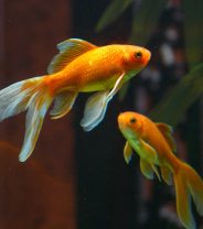 What sort of fish make the best pets?