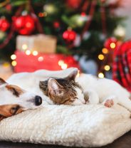 How to Have a Pet-Friendly Christmas Day