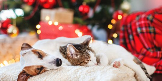 Dog and cat asleep together under Christmas tree