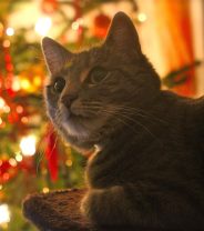 Top Christmas treats for cats