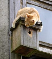 Is it ethical to keep outdoor cats?