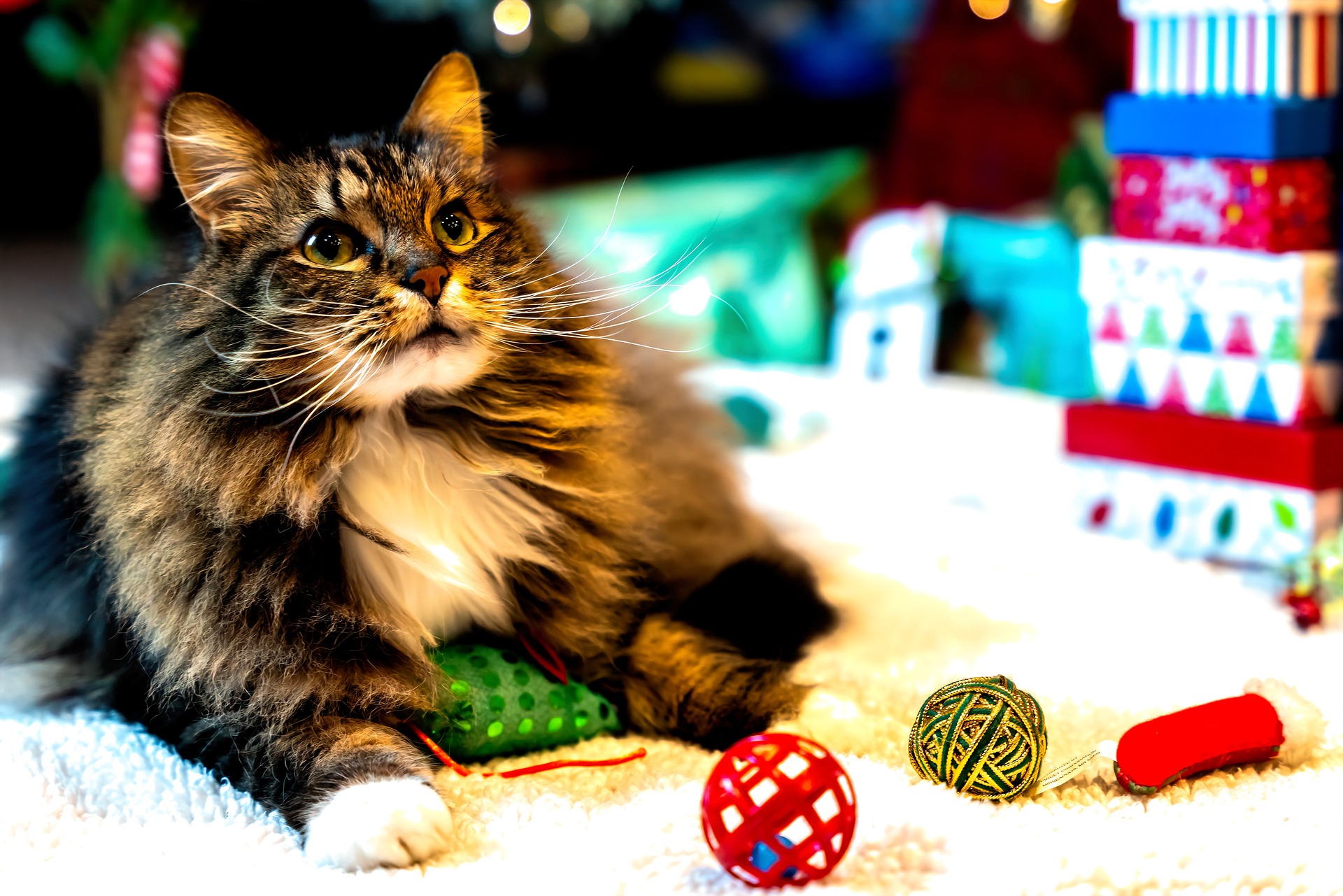 Stocking fillers for cats - Vet Help Direct