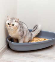 Why is my cat constipated? All about feline bowel health