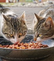 How much fat do cats actually need in their diet?