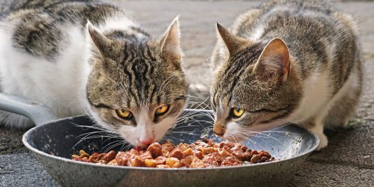 Cats eating wet food