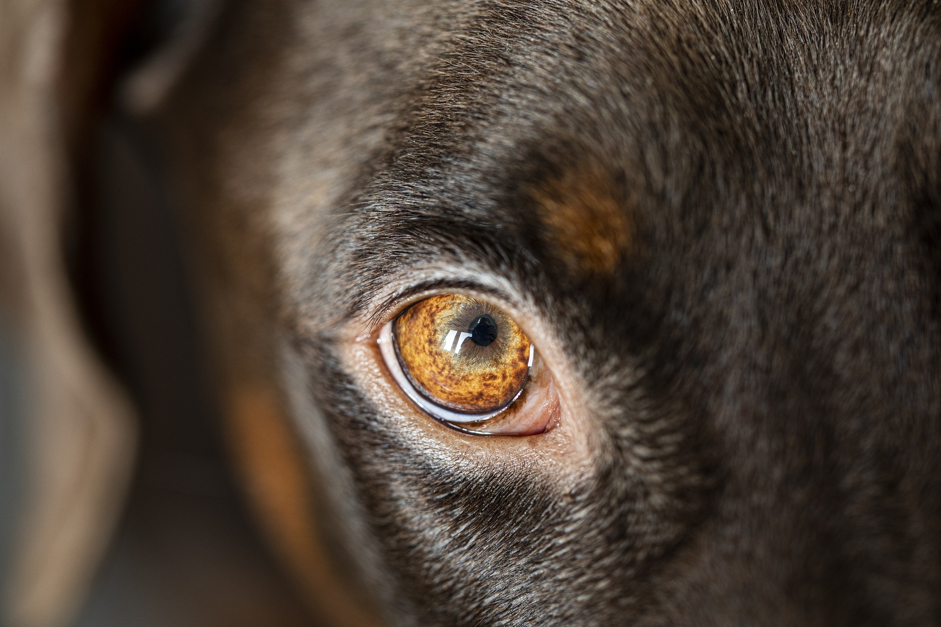 Dog’s eye closeup