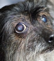 Do dogs get cataracts?