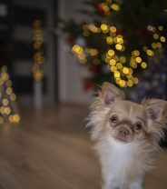 Top Christmas treats for dogs