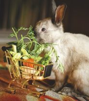 Dieting in Rabbits: A How-To Guide