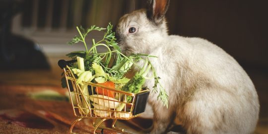 Rabbit nibbling on vegetables in tiny shopping trolley