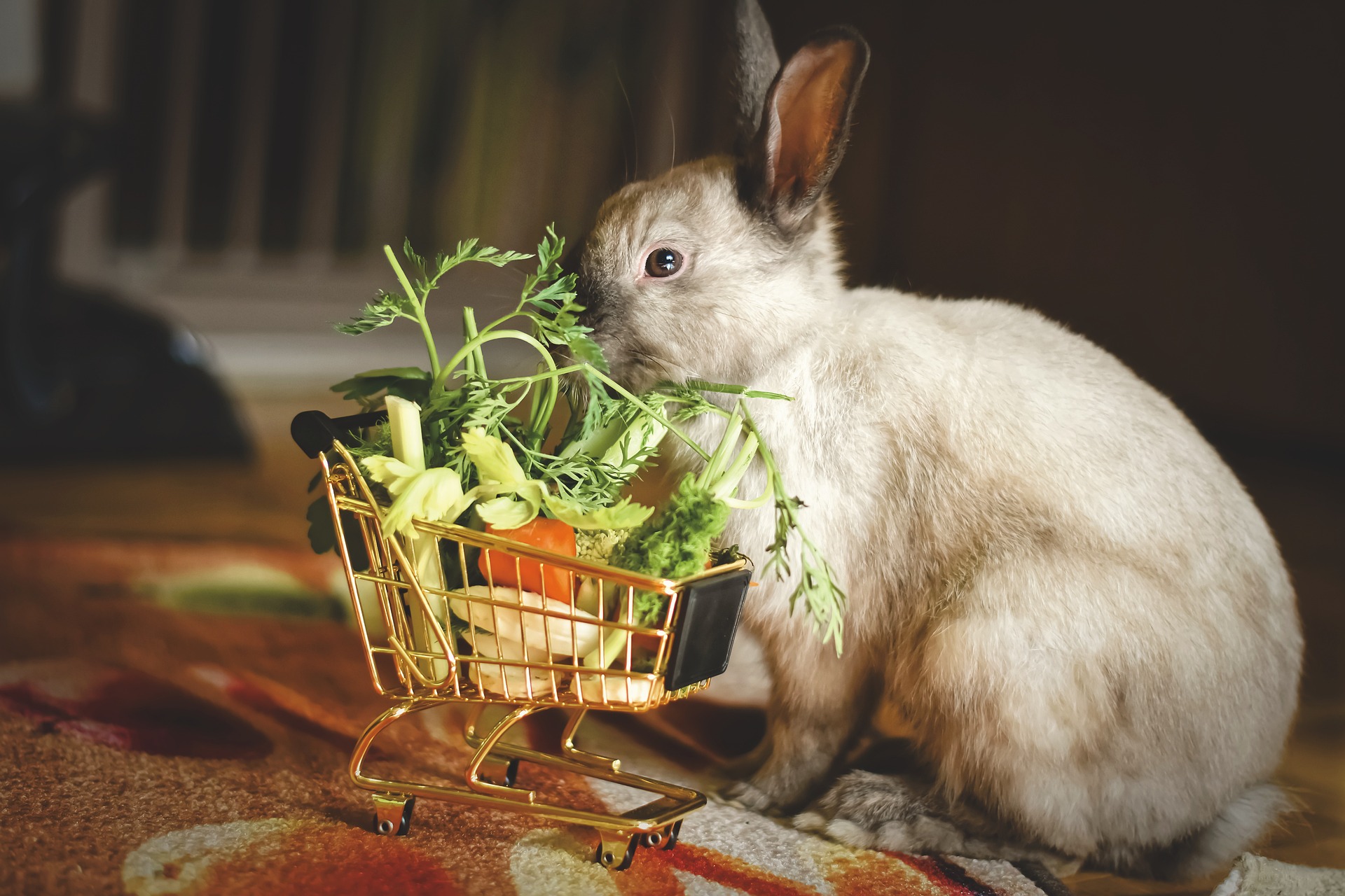 Dieting in Rabbits: A How-To Guide - Vet Help Direct