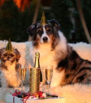 How to host pet-friendly New Years’ parties