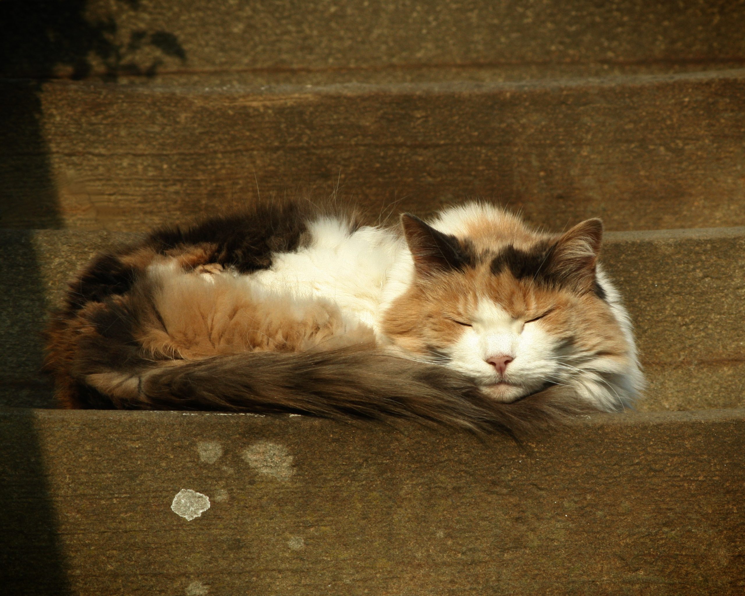 Old cat dozing