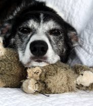 Caring for old dogs in the winter