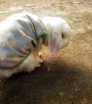 How can I tell when my rabbit’s pain isn’t controlled anymore?