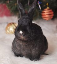 Stocking fillers for rabbits this Christmas