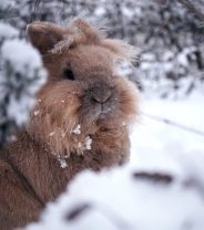 Caring for older rabbits in the winter