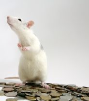 Is there pet insurance for pet rats?