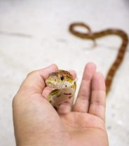 Do snakes make a good pet?