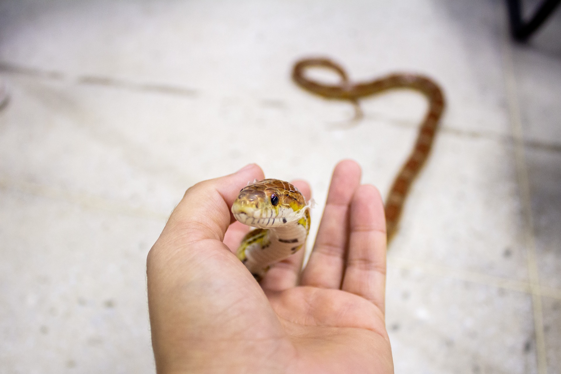 Do Snakes Make A Good Pet Vet Help Direct