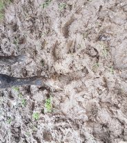 How to treat mud fever in horses?