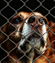5 key diseases to test for if importing a foreign rescue dog