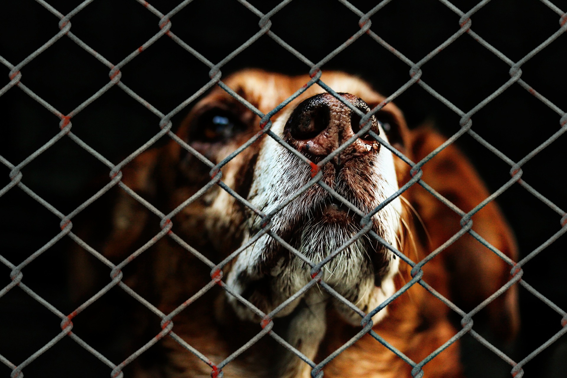 Dog looking through chain link fencing