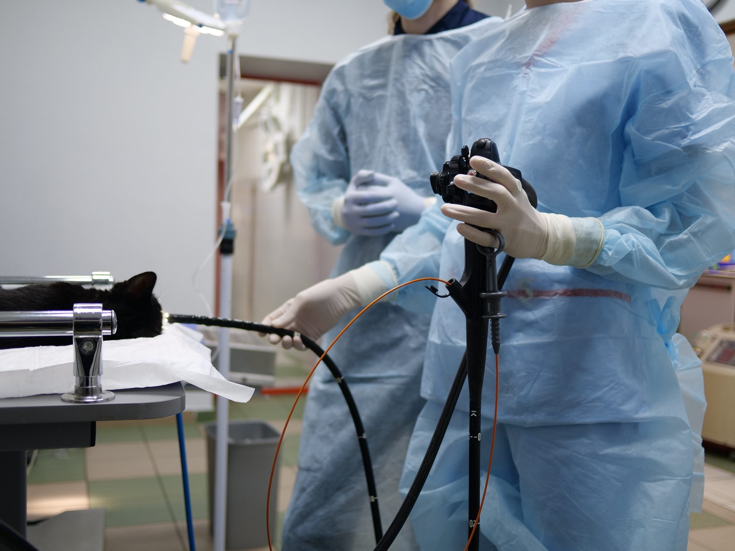 What does "Endoscopy" mean on a vets' website, and is it important