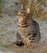 Do I need to treat my cat for worms in the winter?