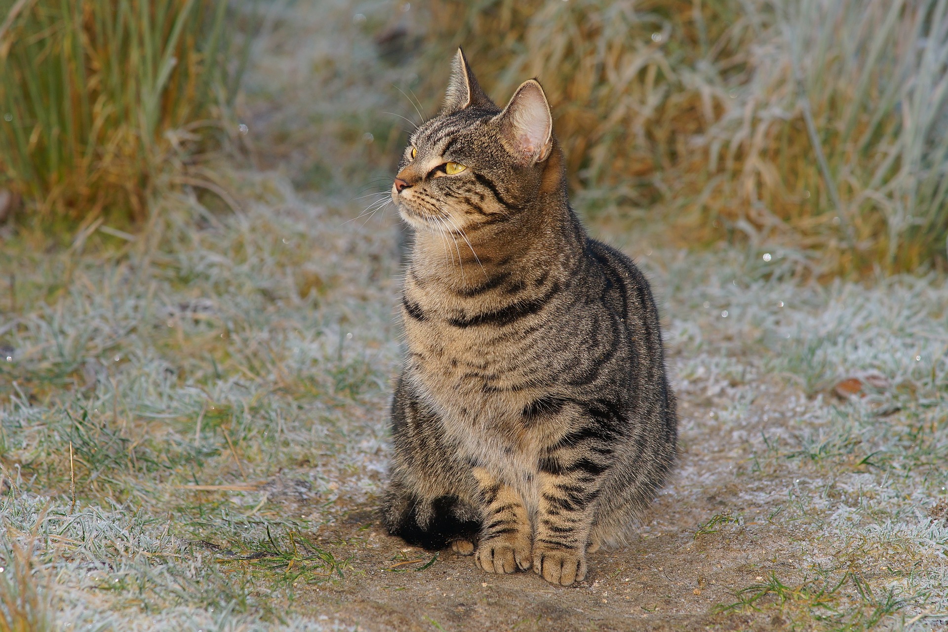 do-i-need-to-treat-my-cat-for-worms-in-the-winter-vet-help-direct