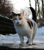 How should I adjust what I feed my cat in cold weather?