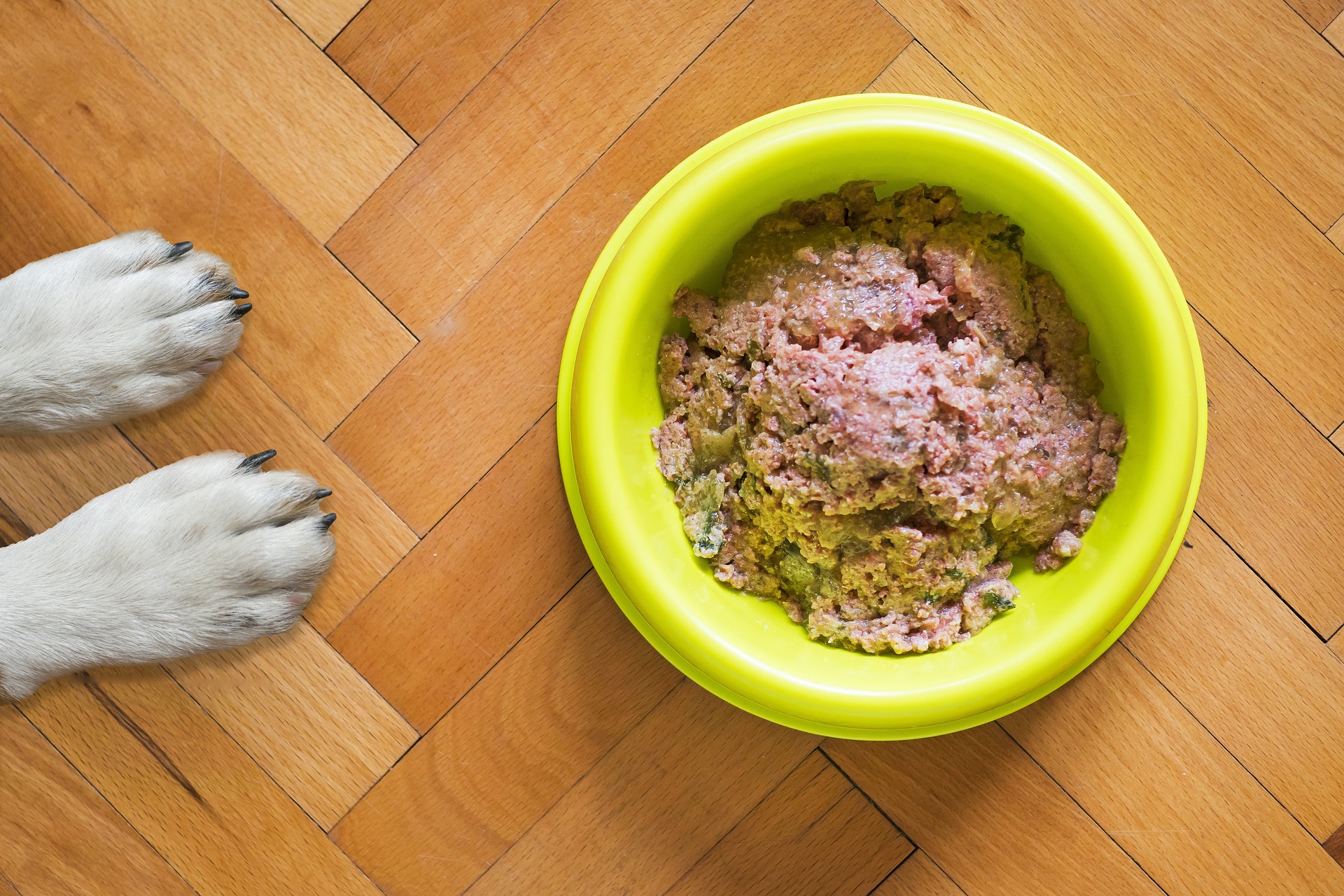 Dog with bowl of minced meat