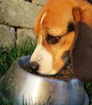 Are carbohydrates simply empty fillers in dog food?
