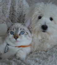 What does ‘healthy pet club’ mean on a vets website and is it important?