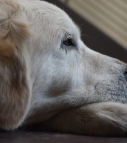 Is my dog lonely on their own?