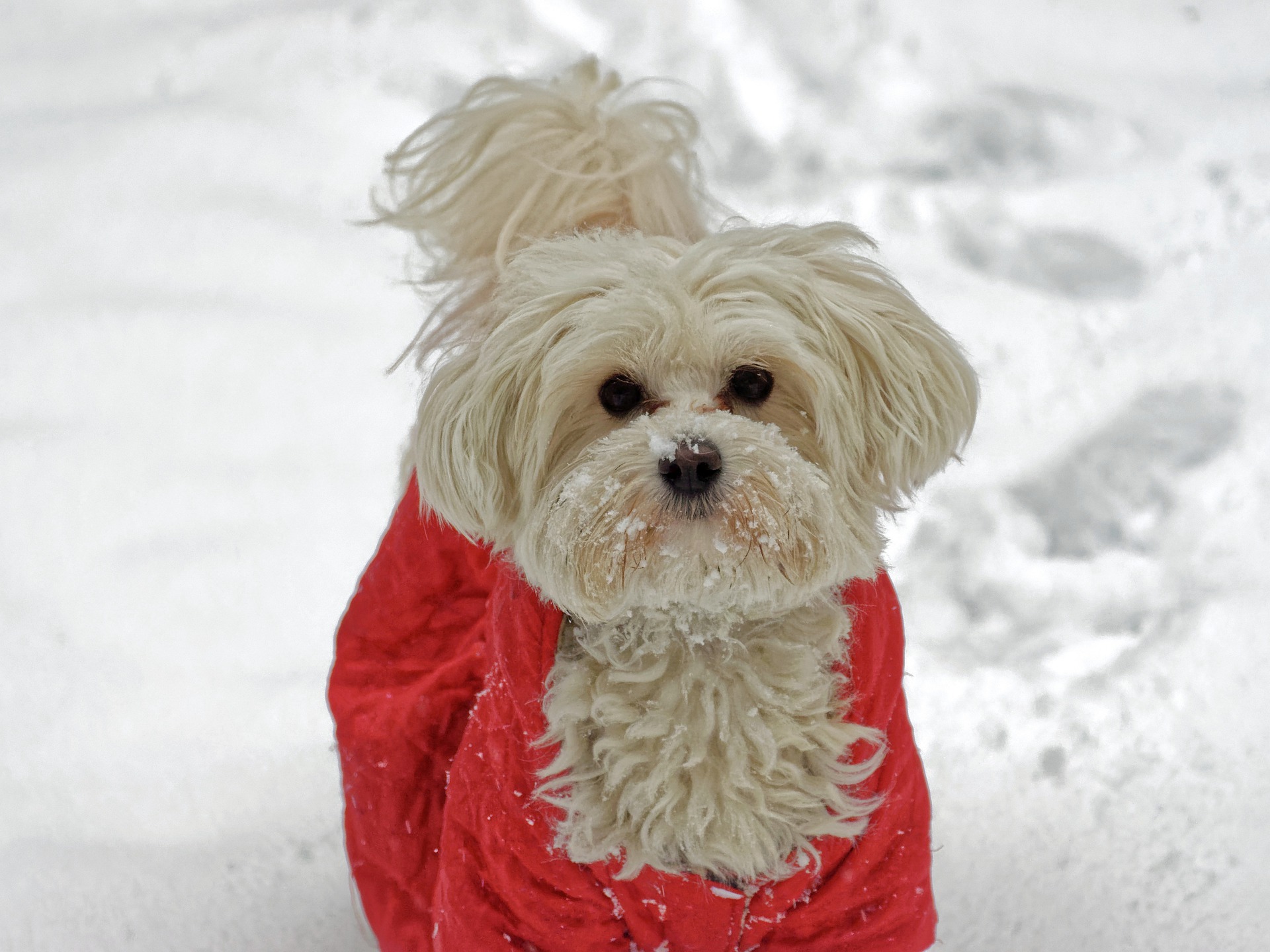 Winter Pet Safety Tips - Vet Help Direct 