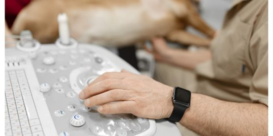 Dog having heart scan