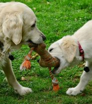 How to introduce a new puppy to an old dog?