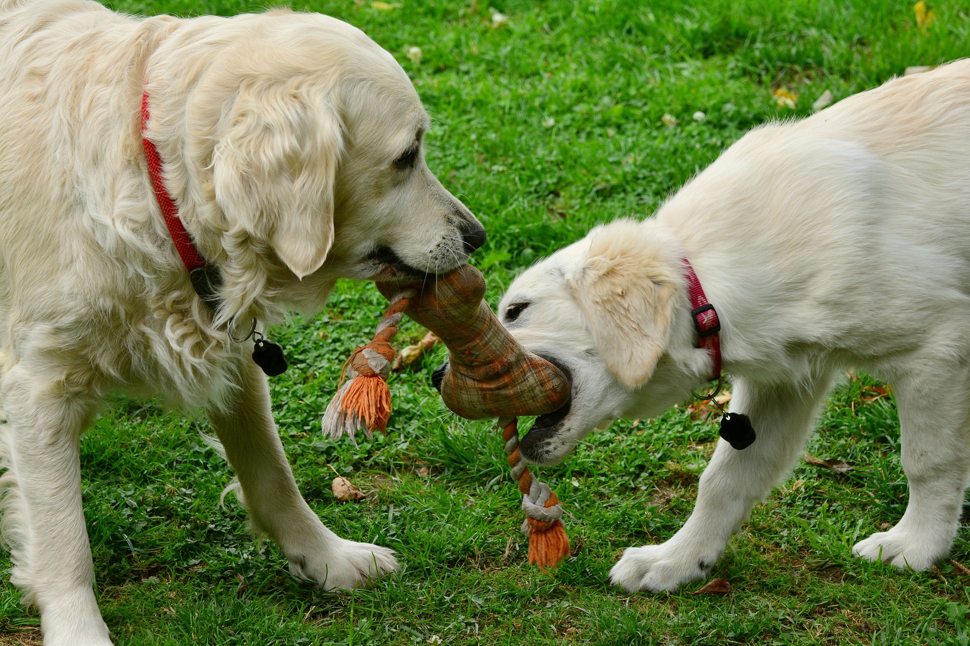 Puppy with older dog playing