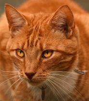 Feline Diabetes and Pet Insurance: Solomon’s Tale