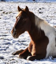 Caring for older horses in the winter