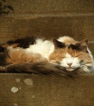 Caring for old cats in winter