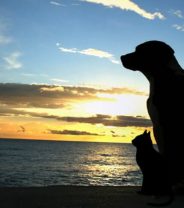 Will you have a pet funeral when your pet passes?