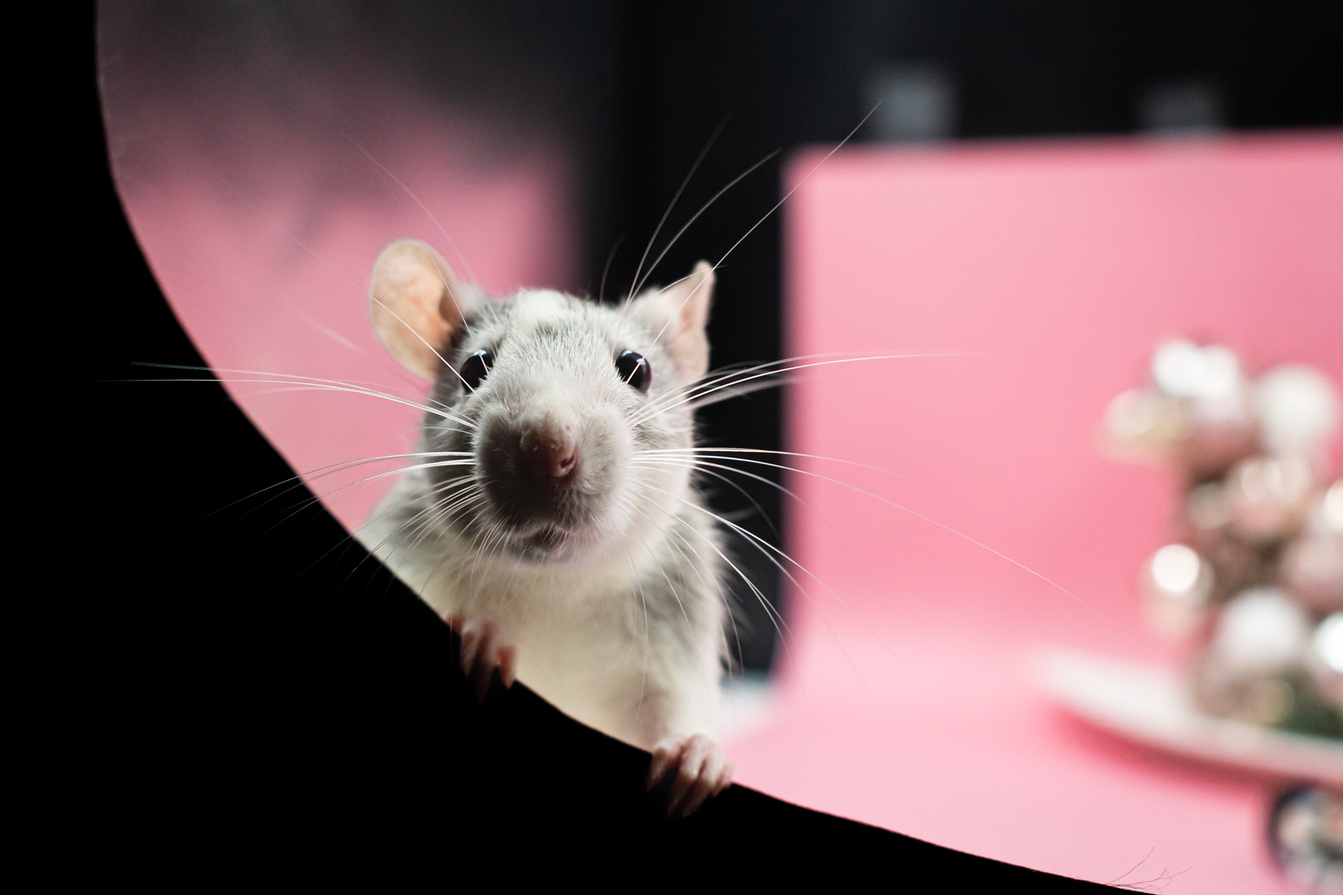 my-rat-is-weeing-red-should-i-be-worried-vet-help-direct