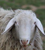Sheep in winter - nutrition for the small flock
