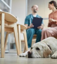 Why is my vet asking so many questions? How to help your vet get to the bottom of the problem