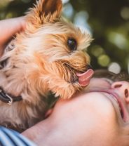 Is it Safe to Let Your Dog Lick Your Fingers or Face?