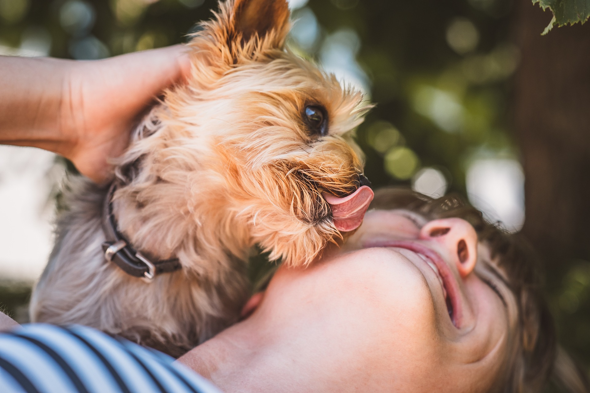 Why Does My Dog Lick My Face?